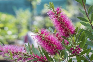 Bottlebrush Plant