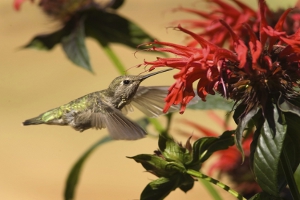 Bee Balm Flower