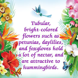 Garden flowers that attract hummingbirds