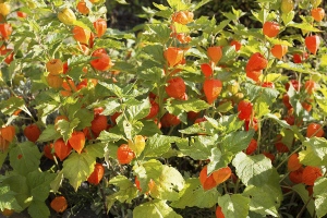 Chinese Lantern