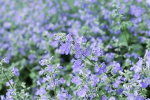 Catmint