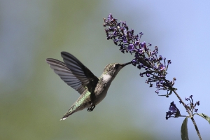 Butterfly Bush