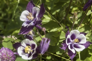 Columbines