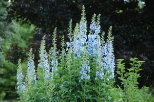 Delphiniums