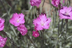 Dianthus