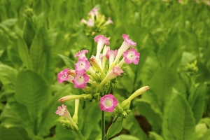 Flowering Tobacco