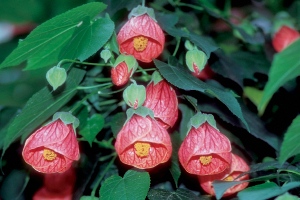 Flowering Maple