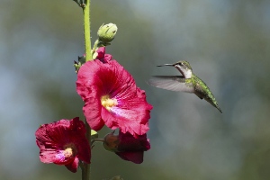 Hollyhock