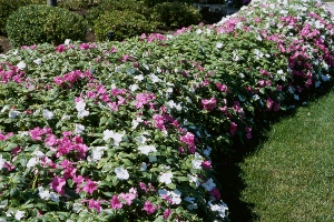 Impatiens