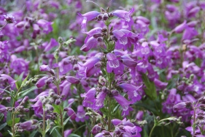 Penstemon Flowers