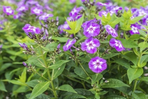 Perennial Phlox