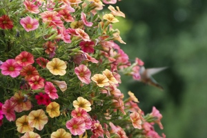 Petunias