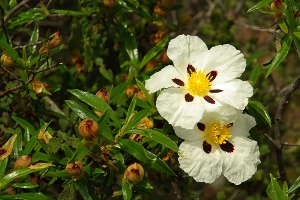 Rose of Sharon