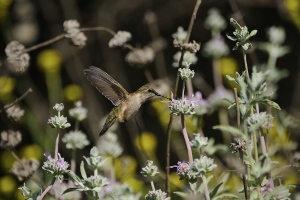 Sage Flowers