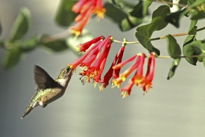 Scarlet Trumpet Honeysuckle