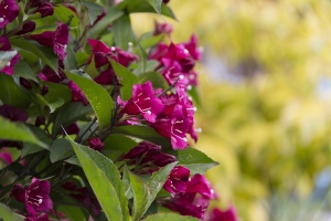 Weigela Flowers