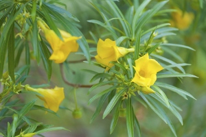 Trumpet Bush