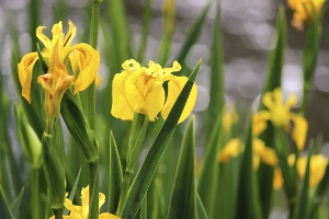 Yellow Flag Iris