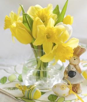 Daffodils