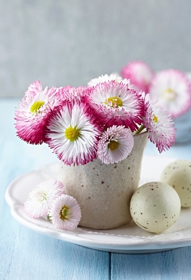 Colorful Daisies for Easter