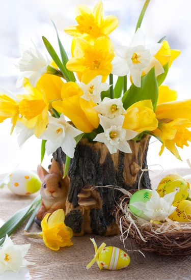 White and Yellow Daffodils used for Easter Decoration