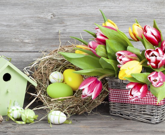 Colorful Tulips used for Easter