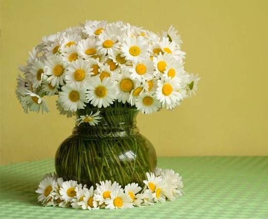 Easter Daisies