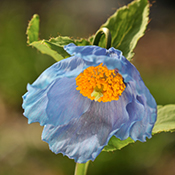 Blue poppy