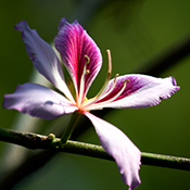 Hong Kong orchid