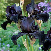 Black iris