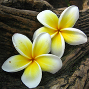 Frangipani