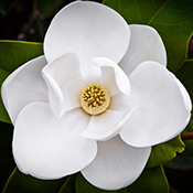 Magnolia