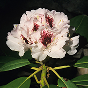 Rhododendron