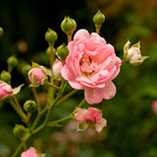Pink polyantha rose