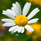 Chamomile