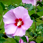 Rose of Sharon