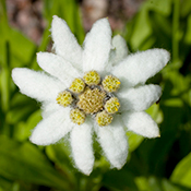 Edelweiss