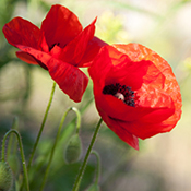 Red poppy