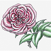 Damask rose