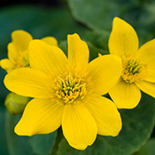 Marsh marigold