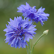 Cornflower