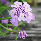 Candytuft