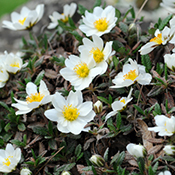 Mountain avens