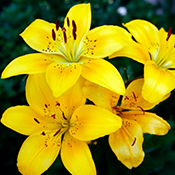 Yellow lily