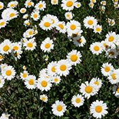 Oxeye daisy