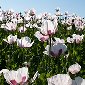 Opium poppy