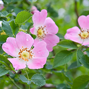 Dog rose