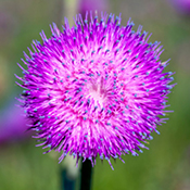 Scotch thistle