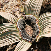 Welwitschia