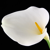 Calla lily